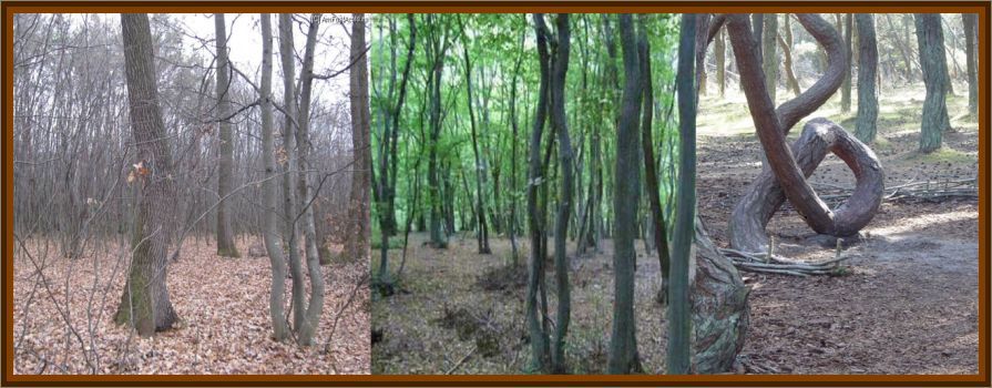 Hoia-Baciu Forest - Worlds Most Haunted Forest
